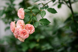 Pink climbing roses in the garden, close-up, rosa Pink climbing roses in the garden, close-up, rosa